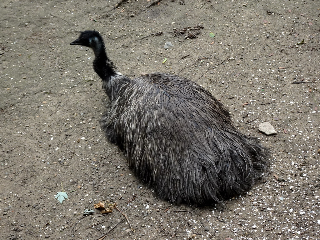 Emu at the Australia Meadow at the Vogelpark Avifauna zoo