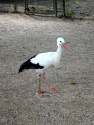 White Stork at the Vogelpark Avifauna zoo