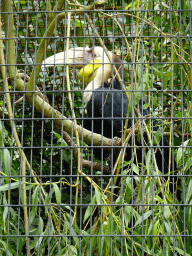 Wreathed Hornbill at the Vogelpark Avifauna zoo