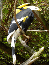 Great Hornbill at the Vogelpark Avifauna zoo