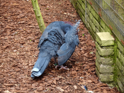 Victoria Crowned Pigeon at the Vogelpark Avifauna zoo