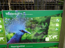 Explanation on the Victoria Crowned Pigeon at the Vogelpark Avifauna zoo
