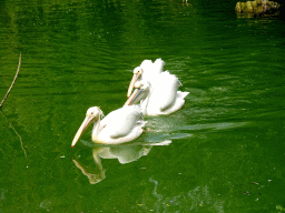 Great White Pelicans at the southern pond at the Vogelpark Avifauna zoo