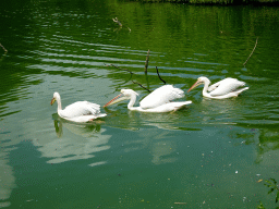 Great White Pelicans at the southern pond at the Vogelpark Avifauna zoo