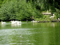 Great White Pelicans at the southern pond at the Vogelpark Avifauna zoo