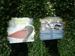 Information on the Great White Pelican at the southern pond at the Vogelpark Avifauna zoo