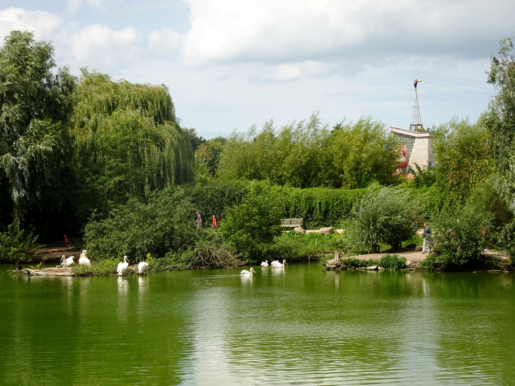 The southern pond with Great White Pelicans at the Vogelpark Avifauna zoo, and the Zwembad De Hoorn swimming pool
