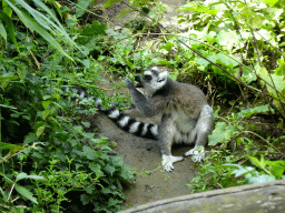 Ring-tailed Lemur at the Madagascar area at the Vogelpark Avifauna zoo