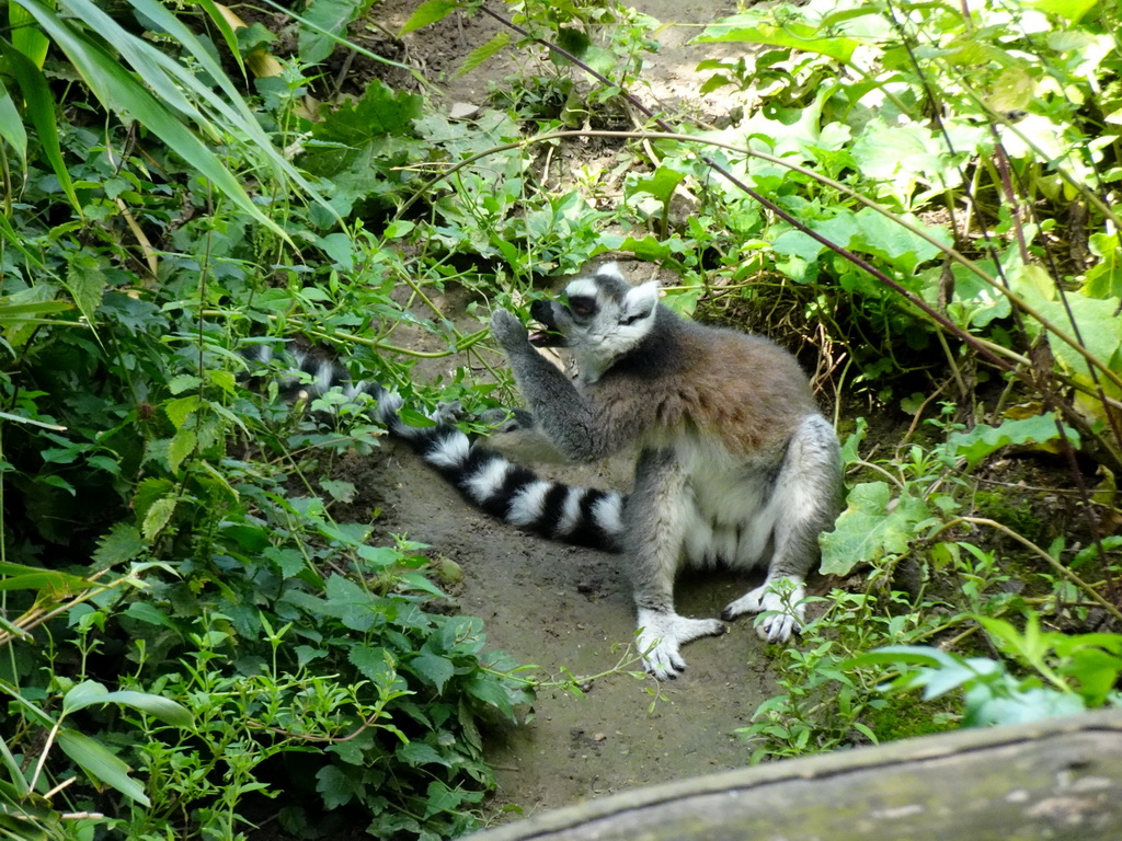 Ring-tailed Lemur at the Madagascar area at the Vogelpark Avifauna zoo