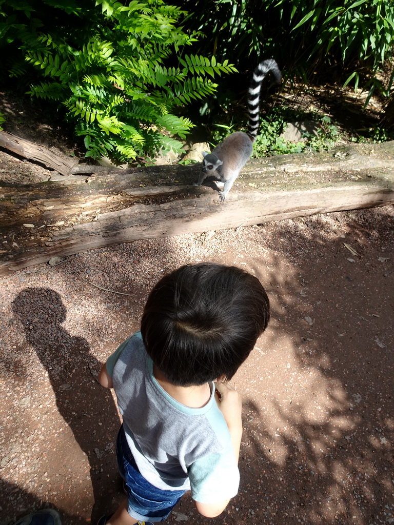 Max with Ring-tailed Lemur at the Madagascar area at the Vogelpark Avifauna zoo