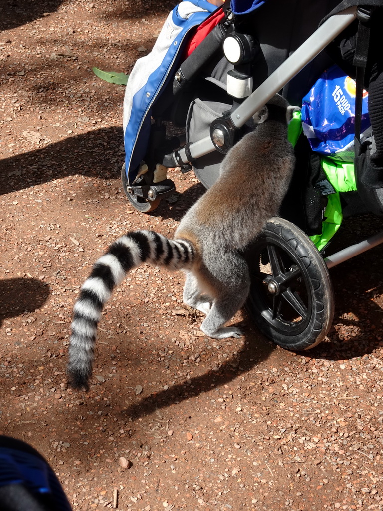 Ring-tailed Lemur at the Madagascar area at the Vogelpark Avifauna zoo