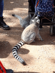 Ring-tailed Lemurs at the Madagascar area at the Vogelpark Avifauna zoo