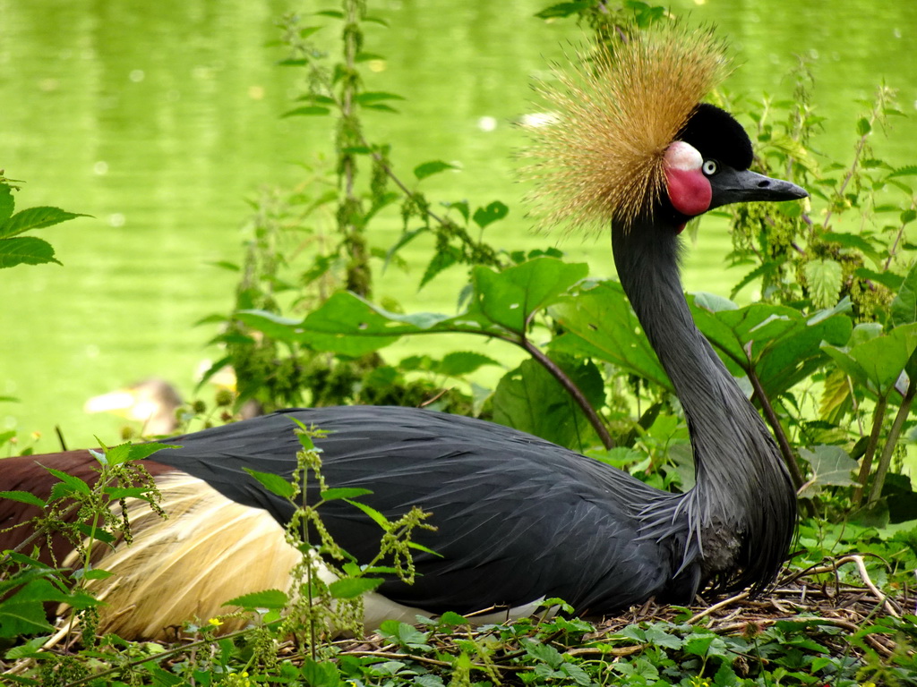 Black Crowned Crane at the Madagascar area at the Vogelpark Avifauna zoo