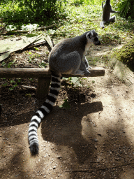 Ring-tailed Lemurs at the Madagascar area at the Vogelpark Avifauna zoo