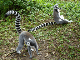 Ring-tailed Lemurs at the Madagascar area at the Vogelpark Avifauna zoo