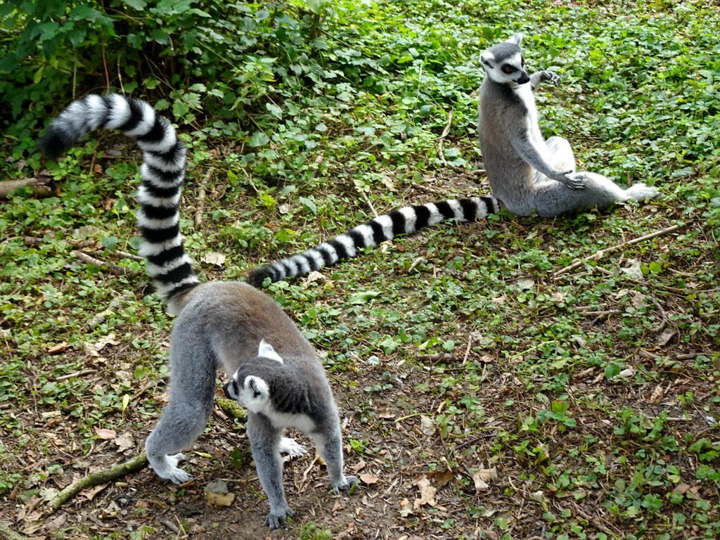 Ring-tailed Lemurs at the Madagascar area at the Vogelpark Avifauna zoo