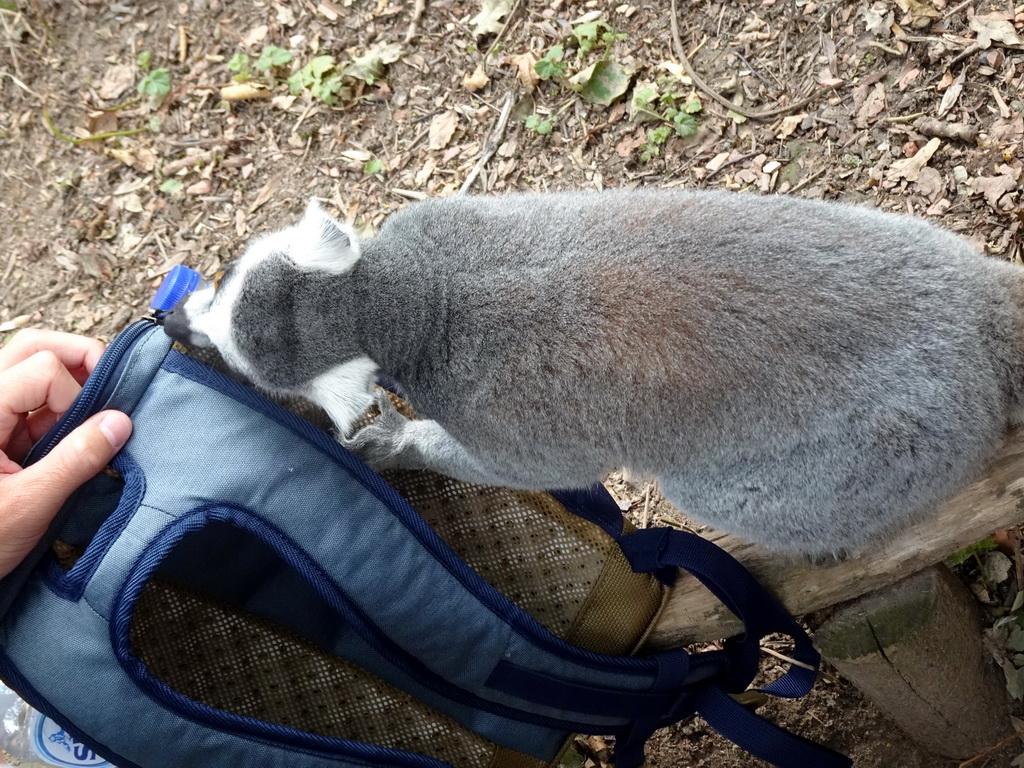 Ring-tailed Lemur at the Madagascar area at the Vogelpark Avifauna zoo