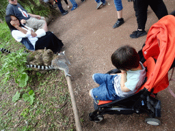 Max with Ring-tailed Lemurs at the Madagascar area at the Vogelpark Avifauna zoo