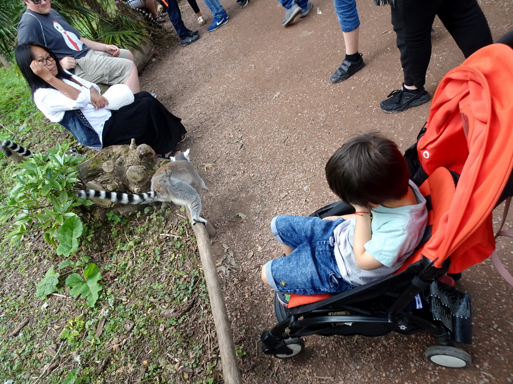 Max with Ring-tailed Lemurs at the Madagascar area at the Vogelpark Avifauna zoo