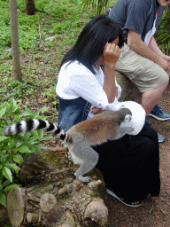 Ring-tailed Lemur at the Madagascar area at the Vogelpark Avifauna zoo