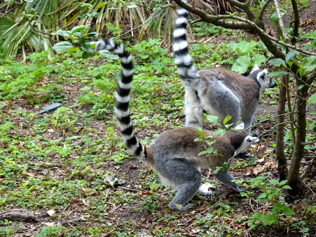 Ring-tailed Lemurs at the Madagascar area at the Vogelpark Avifauna zoo