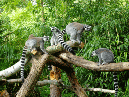 Ring-tailed Lemurs at the Madagascar area at the Vogelpark Avifauna zoo