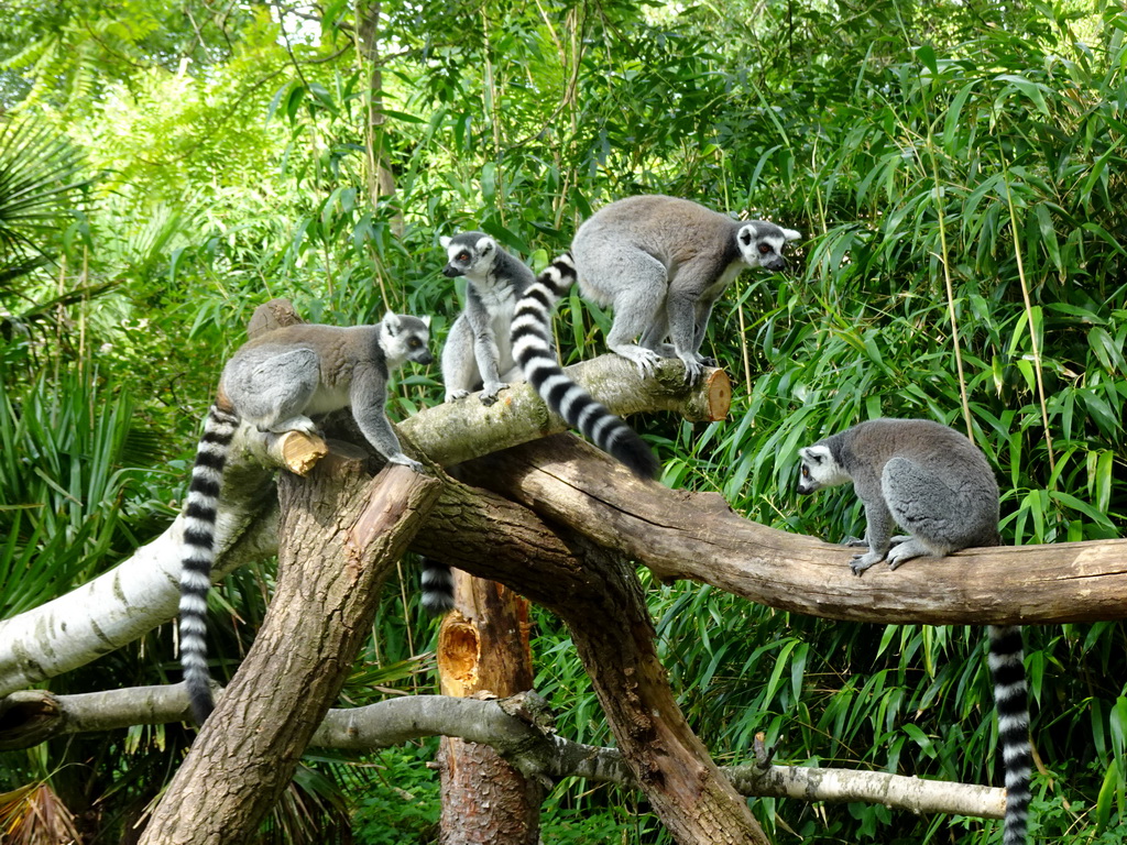 Ring-tailed Lemurs at the Madagascar area at the Vogelpark Avifauna zoo