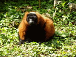 Red Ruffed Lemur at the Madagascar area at the Vogelpark Avifauna zoo