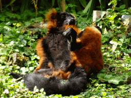 Red Ruffed Lemur at the Madagascar area at the Vogelpark Avifauna zoo