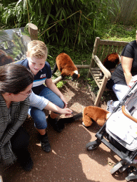 Red Ruffed Lemurs at the Madagascar area at the Vogelpark Avifauna zoo