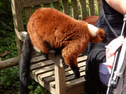 Red Ruffed Lemurs at the Madagascar area at the Vogelpark Avifauna zoo