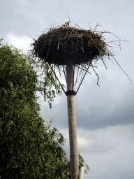 White Stork in its nest at the Vogelpark Avifauna zoo