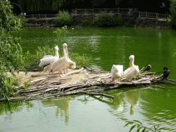 Great White Pelicans at the southern pond at the Vogelpark Avifauna zoo