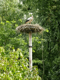 White Stork in its nest at the Vogelpark Avifauna zoo