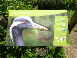 Explanation on the Demoiselle Crane at the Vogelpark Avifauna zoo