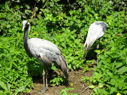 Demoiselle Cranes at the Vogelpark Avifauna zoo
