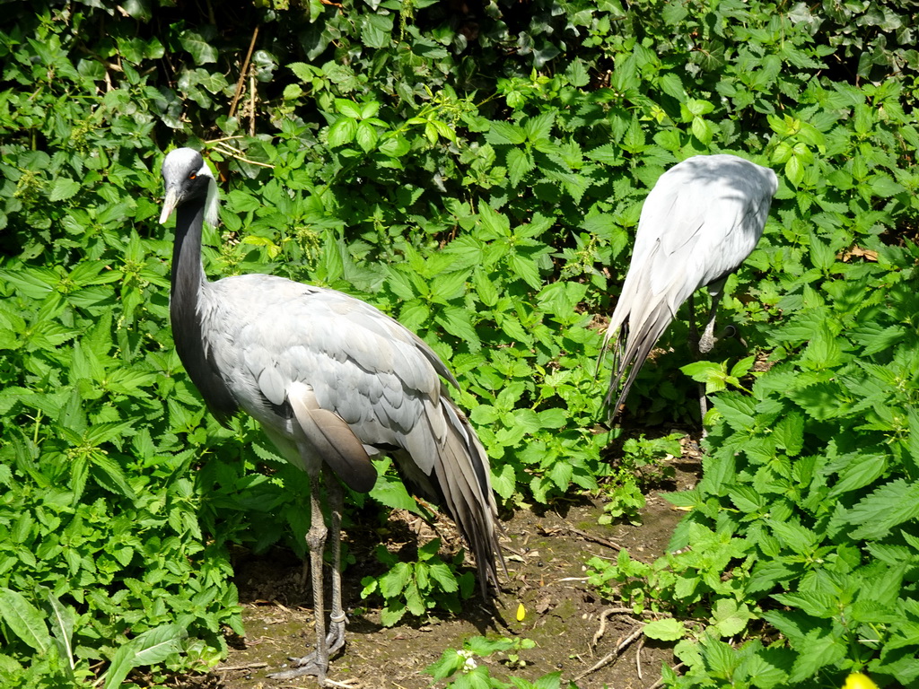 Demoiselle Cranes at the Vogelpark Avifauna zoo