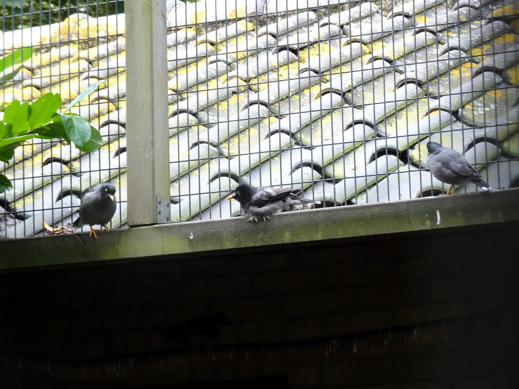 Jungle Mynas at the Vogelpark Avifauna zoo