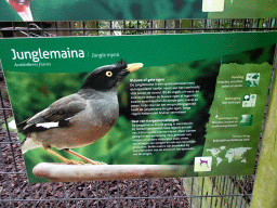 Explanation on the Jungle Myna at the Vogelpark Avifauna zoo
