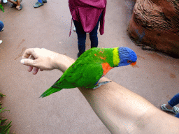 Tim with a Rainbow Lori at the Lori Landing building at the Vogelpark Avifauna zoo