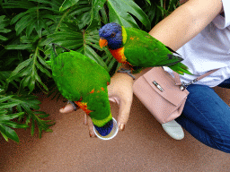 Miaomiao with Rainbow Loris at the Lori Landing building at the Vogelpark Avifauna zoo