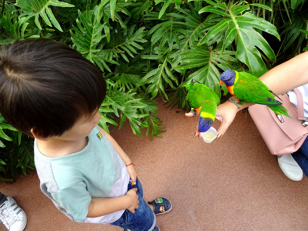 Miaomiao and Max with Rainbow Loris at the Lori Landing building at the Vogelpark Avifauna zoo