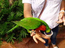 Miaomiao with a Rainbow Lori at the Lori Landing building at the Vogelpark Avifauna zoo