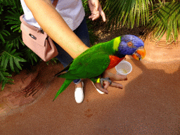 Miaomiao with a Rainbow Lori at the Lori Landing building at the Vogelpark Avifauna zoo