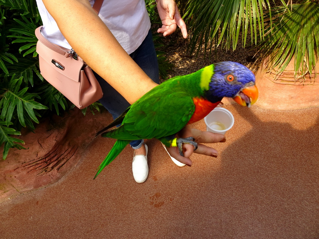 Miaomiao with a Rainbow Lori at the Lori Landing building at the Vogelpark Avifauna zoo