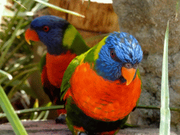 Rainbow Loris at the Lori Landing building at the Vogelpark Avifauna zoo