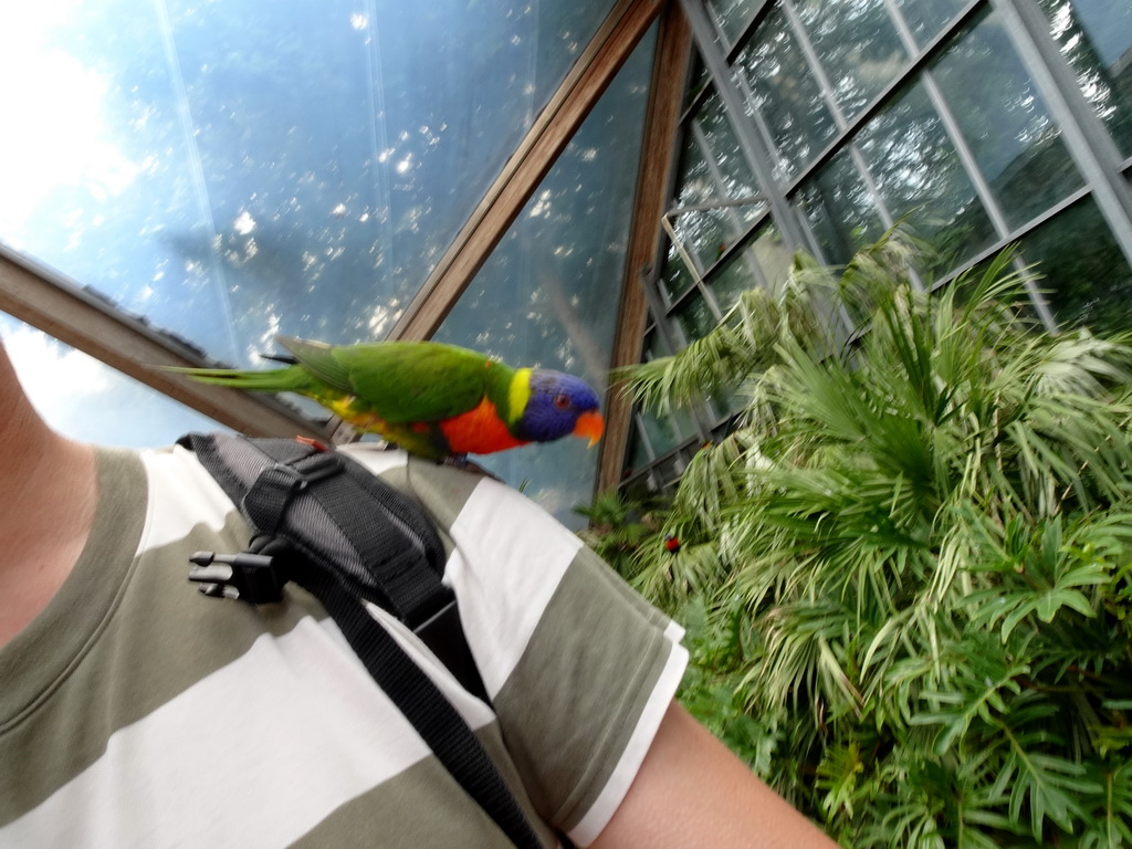 Tim with a Rainbow Lori at the Lori Landing building at the Vogelpark Avifauna zoo