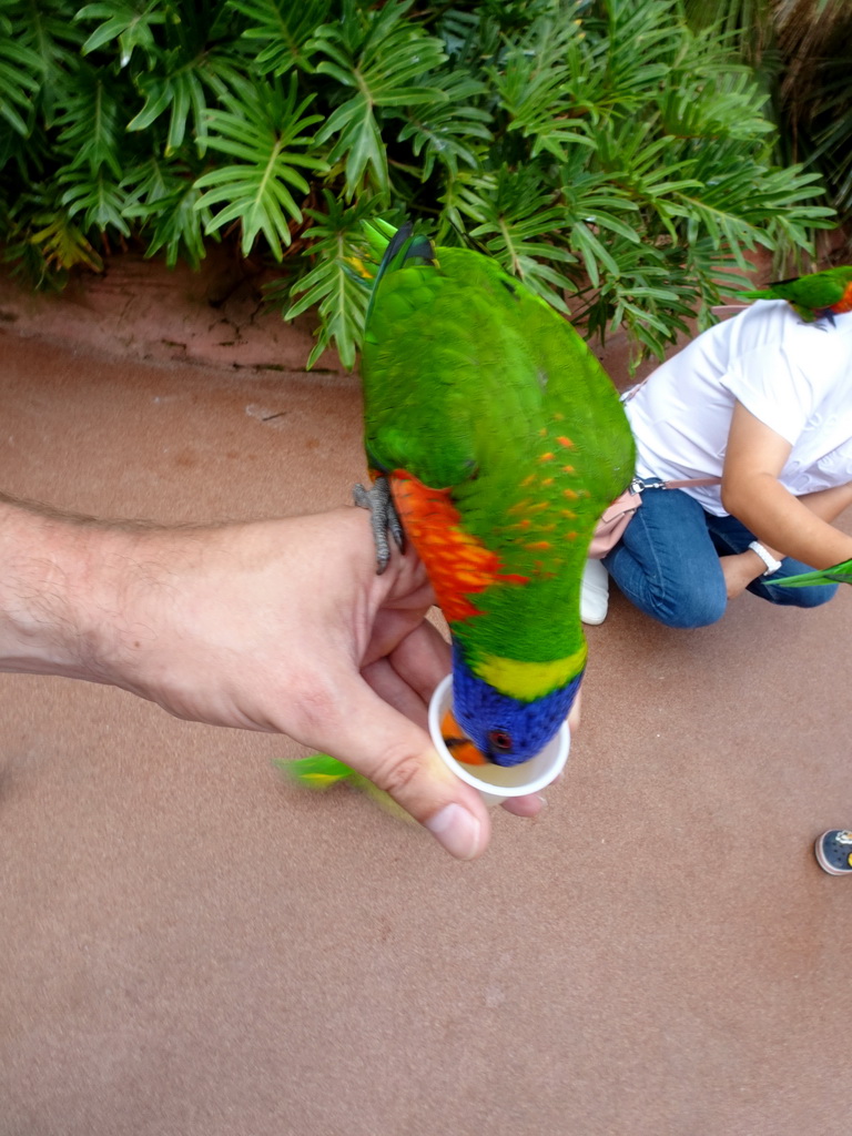 Tim and Miaomiao with Rainbow Loris at the Lori Landing building at the Vogelpark Avifauna zoo