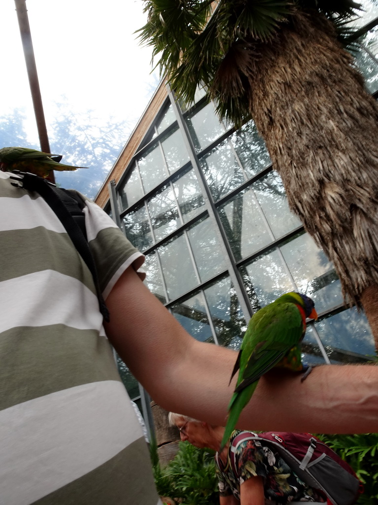 Tim with Rainbow Loris at the Lori Landing building at the Vogelpark Avifauna zoo