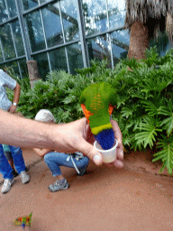 Tim with a Rainbow Lori at the Lori Landing building at the Vogelpark Avifauna zoo